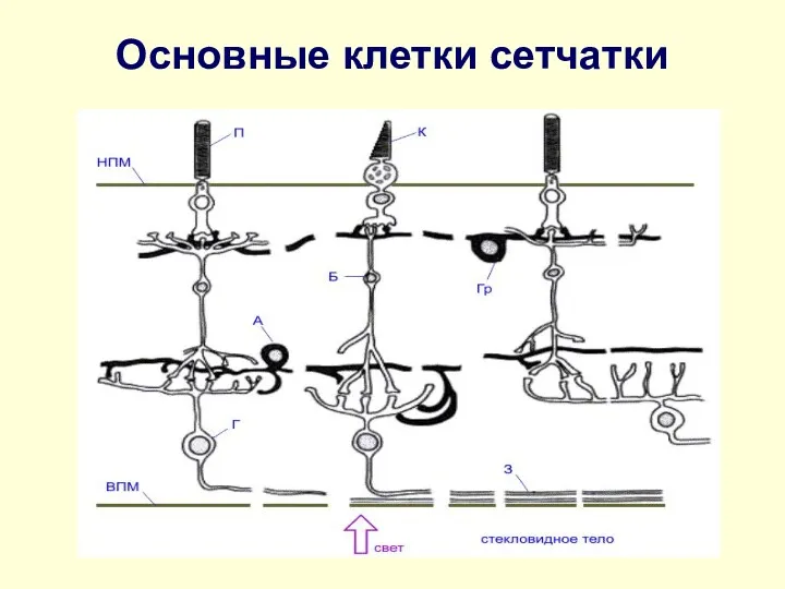 Основные клетки сетчатки