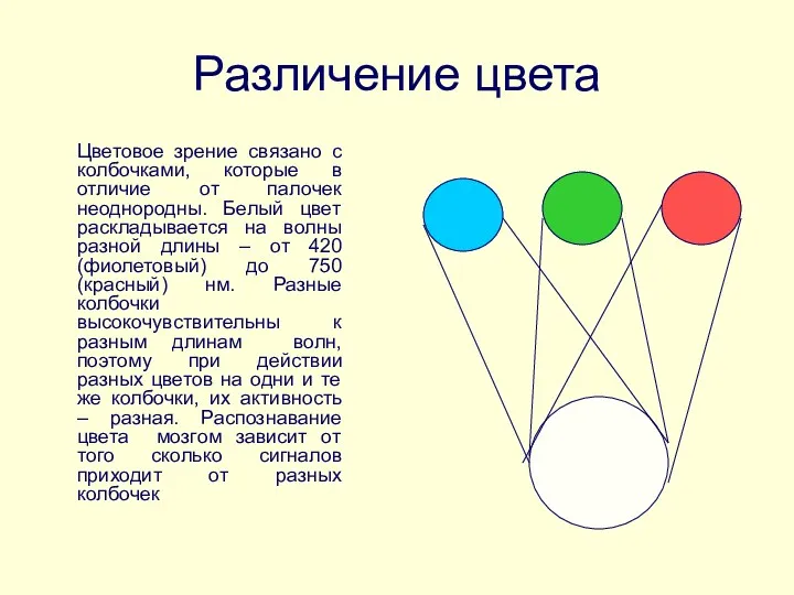 Различение цвета Цветовое зрение связано с колбочками, которые в отличие