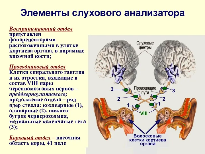 Элементы слухового анализатора Воспринимающий отдел представлен фонорецепторами расположенными в улитке