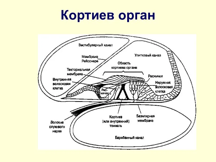 Кортиев орган