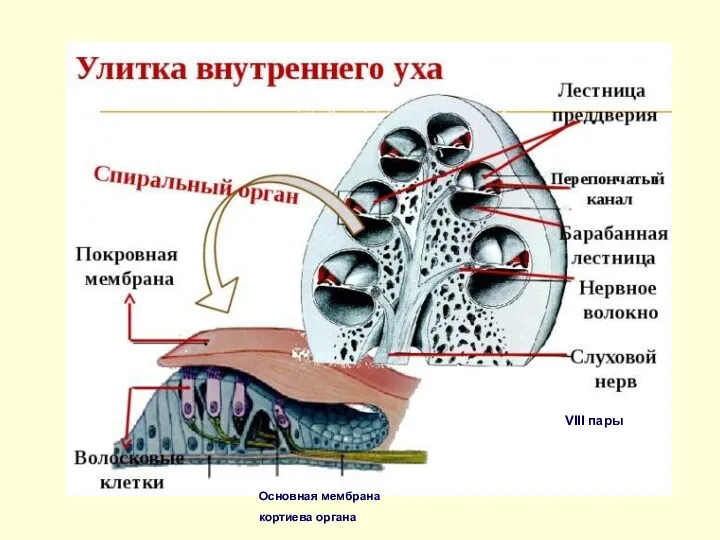 Основная мембрана кортиева органа VIII пары