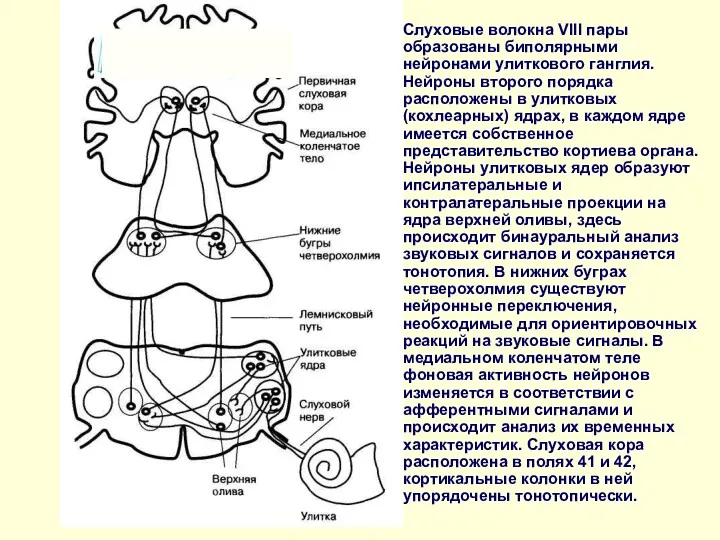 Слуховые волокна VIII пары образованы биполярными нейронами улиткового ганглия. Нейроны