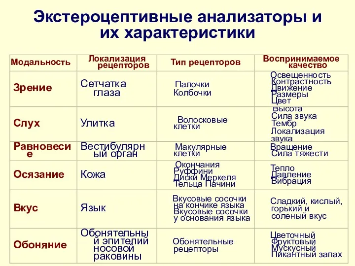 Экстероцептивные анализаторы и их характеристики