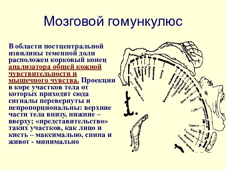 Мозговой гомункулюс В области постцентральной извилины теменной доли расположен корковый