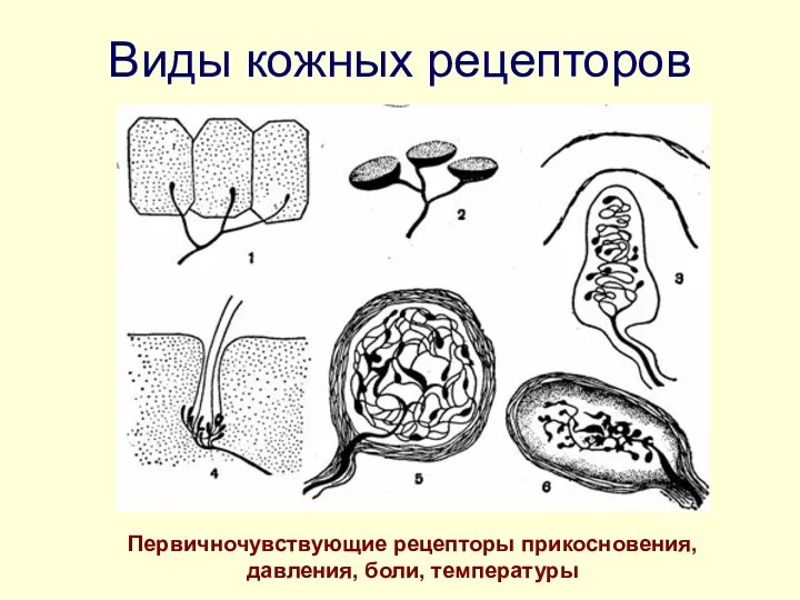 Виды кожных рецепторов Первичночувствующие рецепторы прикосновения, давления, боли, температуры