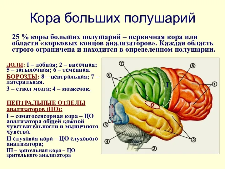 Кора больших полушарий 25 % коры больших полушарий – первичная