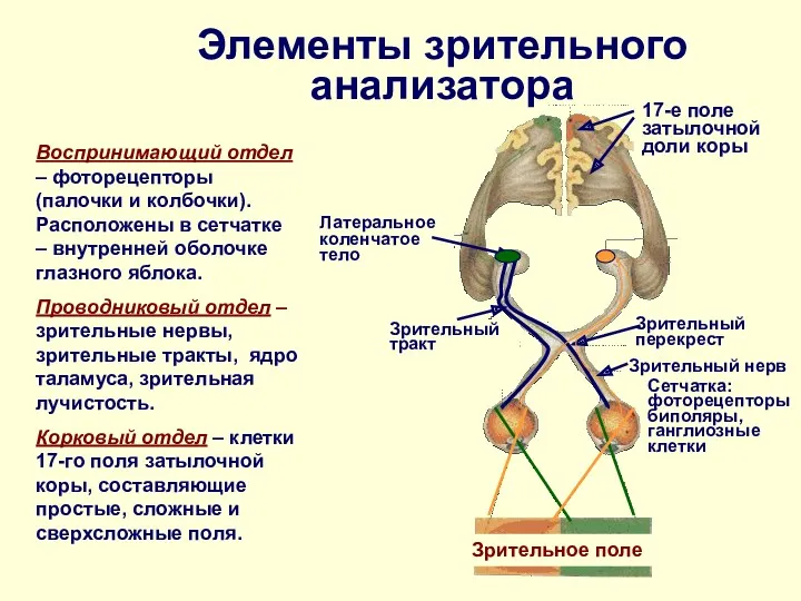 Элементы зрительного анализатора Зрительное поле Зрительный перекрест Зрительный тракт Зрительный