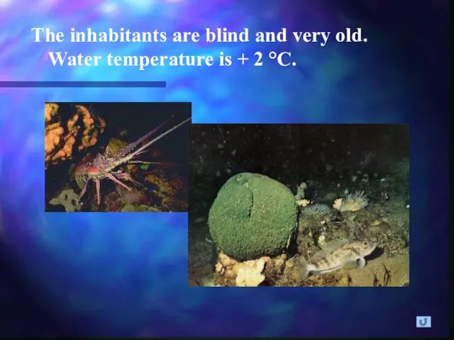 The inhabitants are blind and very old. Water temperature is + 2 °C.