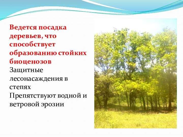 Ведется посадка деревьев, что способствует образованию стойких биоценозов Защитные лесонасаждения