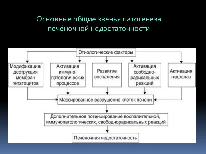 Основные общие звенья патогенеза печёночной недостаточности