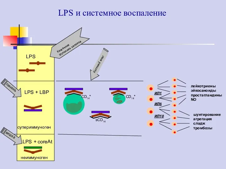 LPS LPS + LBP LPS + coreAt супериммуноген неиммуноген sCD14 CD14+ CD14+ лейкотриены