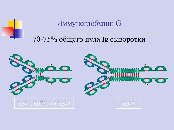 Иммуноглобулин G 70-75% общего пула Ig сыворотки