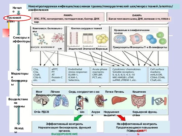 Неконтролируемая инфекция/массивная травма/геморрагический шок/некроз тканей /апоптоз/ анафилаксия ЛПС, ЛТК, липопротеин,