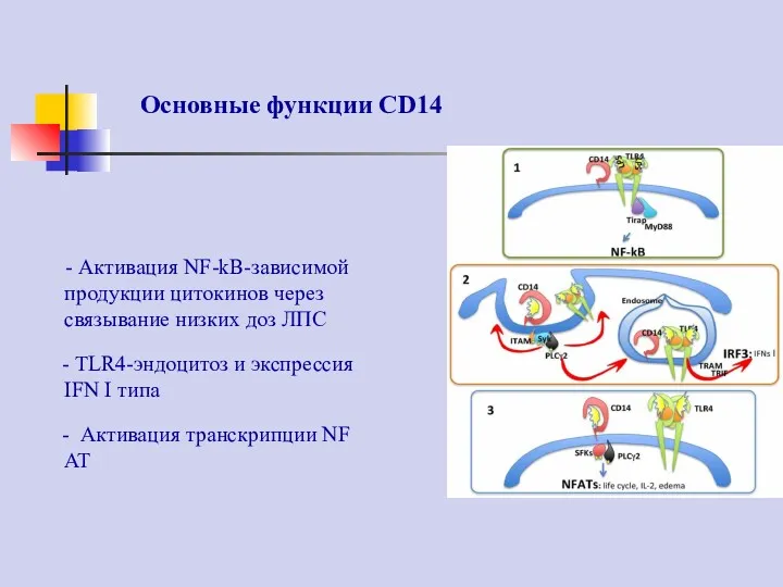 Основные функции CD14 - Активация NF-kB-зависимой продукции цитокинов через связывание низких доз ЛПС