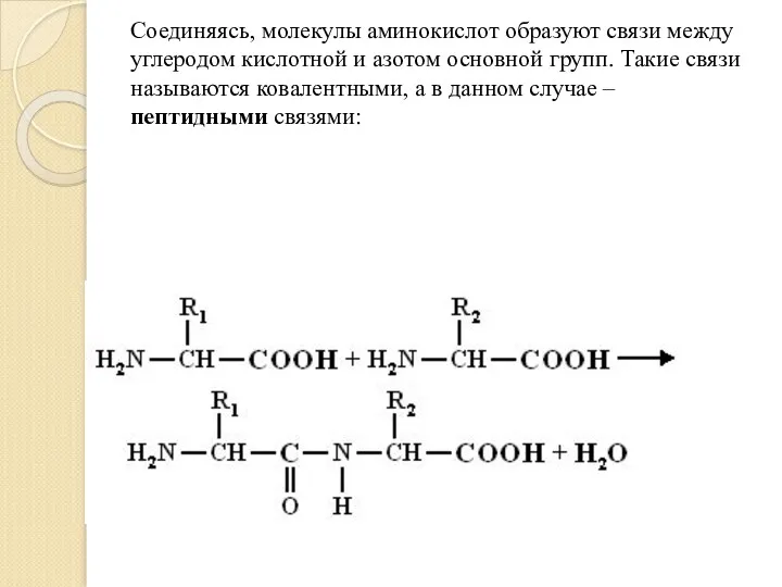 Соединяясь, молекулы аминокислот образуют связи между углеродом кислотной и азотом