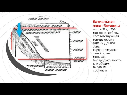 батиальная зона (батиаль) – от 200 до 2500 метров в