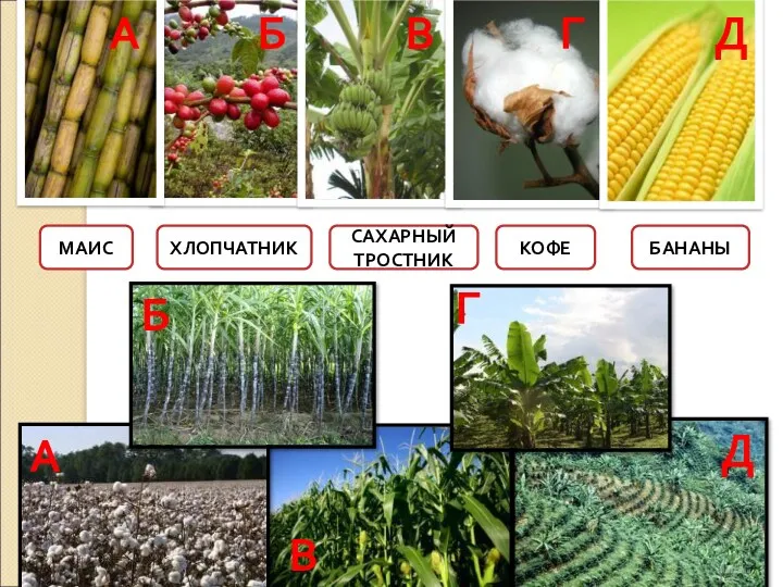 БАНАНЫ МАИС САХАРНЫЙ ТРОСТНИК ХЛОПЧАТНИК КОФЕ А Б В Г Д А Б В Г Д