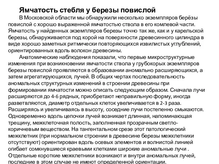 Ямчатость стебля у березы повислой В Московской области мы обнаружили