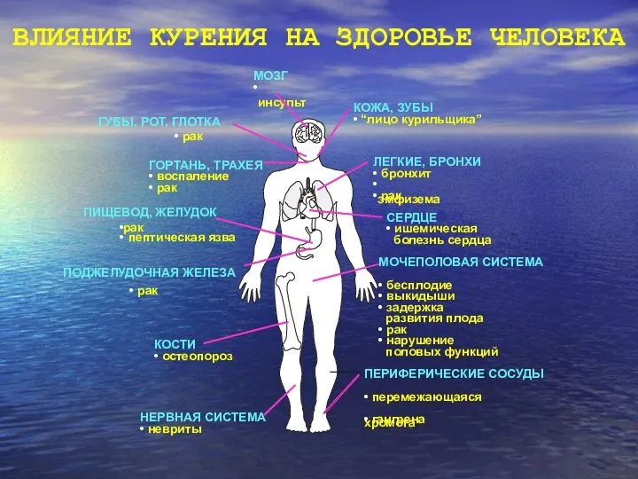 ВЛИЯНИЕ КУРЕНИЯ НА ЗДОРОВЬЕ ЧЕЛОВЕКА МОЗГ инсульт • ГУБЫ, РОТ,