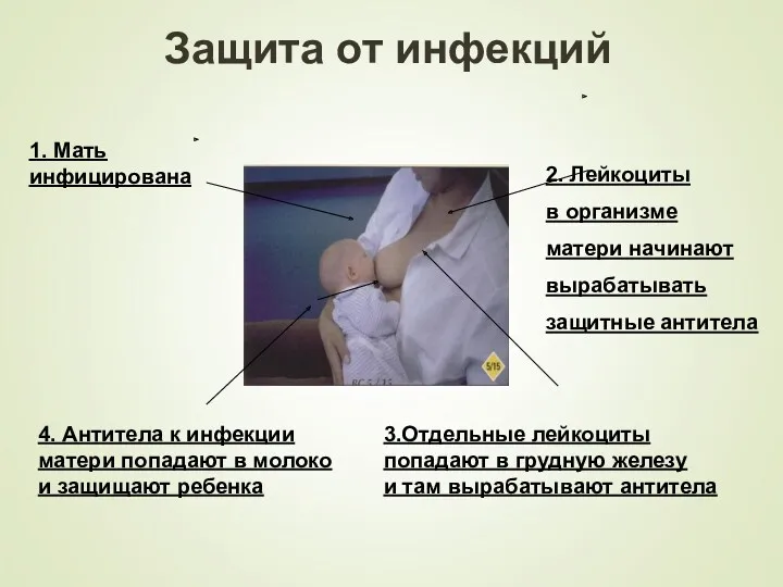 Защита от инфекций 1. Мать инфицирована 2. Лейкоциты в организме