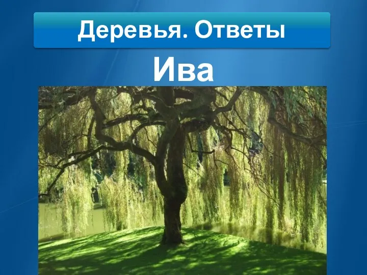 Деревья. Ответы Ива