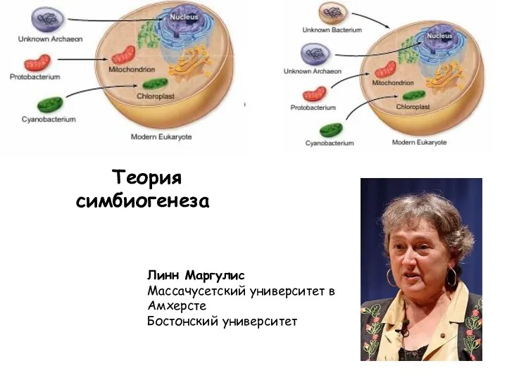 Теория симбиогенеза Линн Маргулис Массачусетский университет в Амхерсте Бостонский университет