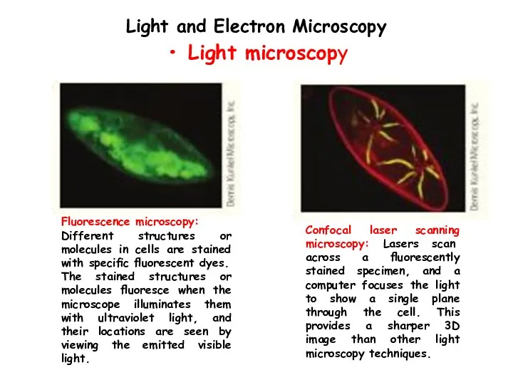 Light and Electron Microscopy Light microscopy Fluorescence microscopy: Different structures