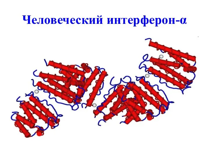 Человеческий интерферон-α