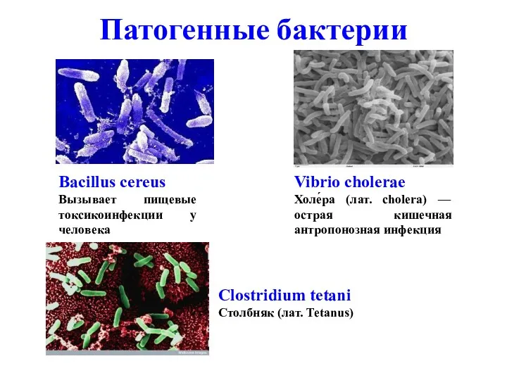 Патогенные бактерии Bacillus cereus Вызывает пищевые токсикоинфекции у человека Clostridium