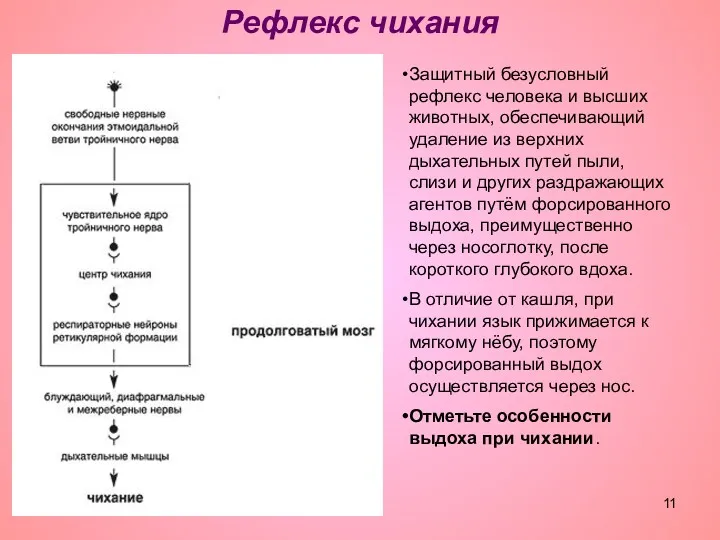 Рефлекс чихания Защитный безусловный рефлекс человека и высших животных, обеспечивающий