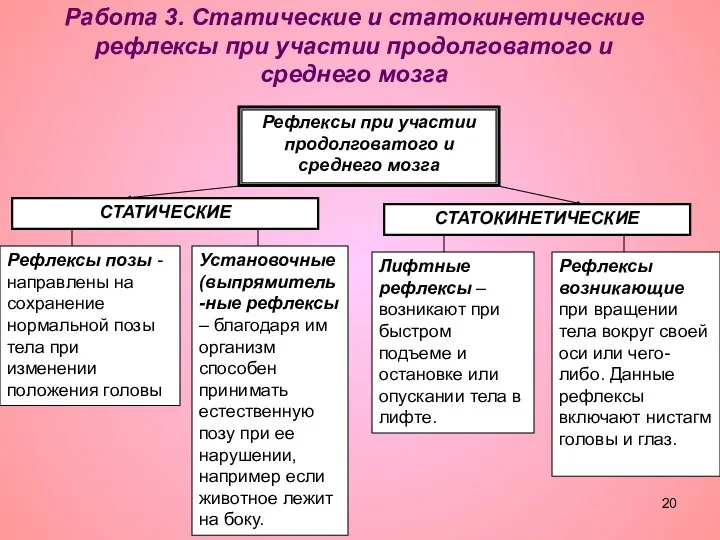 Работа 3. Статические и статокинетические рефлексы при участии продолговатого и