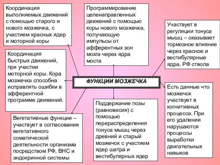 ФУНКЦИИ МОЗЖЕЧКА Участвует в регуляции тонуса мышц – оказывает тормозное