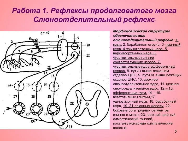 Работа 1. Рефлексы продолговатого мозга Слюноотделительный рефлекс Морфологические структуры обеспечивающие