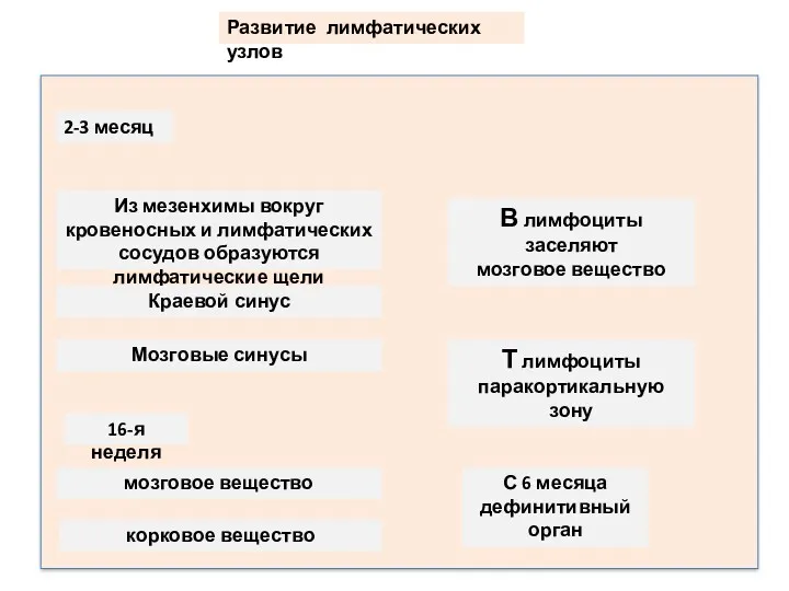 Развитие лимфатических узлов 2-3 месяц Из мезенхимы вокруг кровеносных и