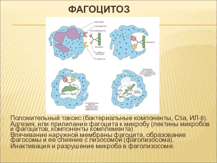 ФАГОЦИТОЗ Положительный таксис (бактериальные компоненты, С5а, ИЛ-8). Адгезия, или прилипание