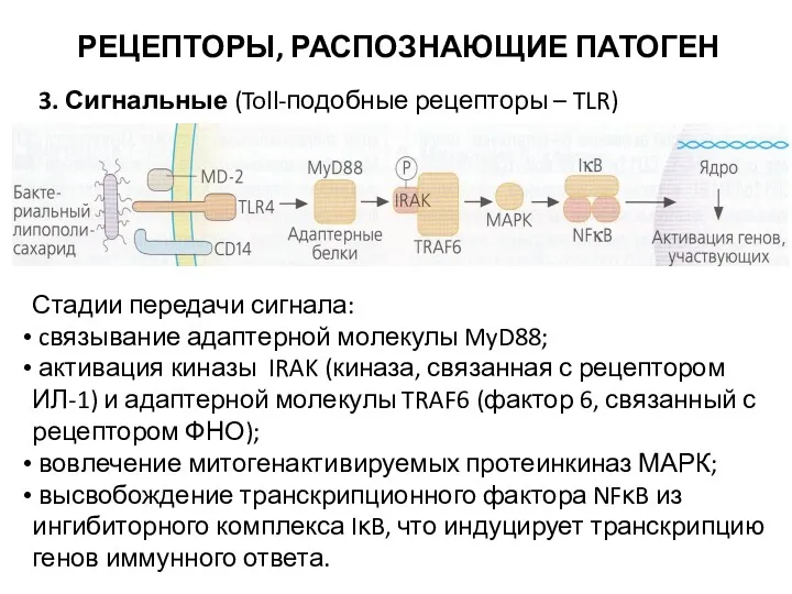 РЕЦЕПТОРЫ, РАСПОЗНАЮЩИЕ ПАТОГЕН 3. Сигнальные (Toll-подобные рецепторы – TLR) Стадии