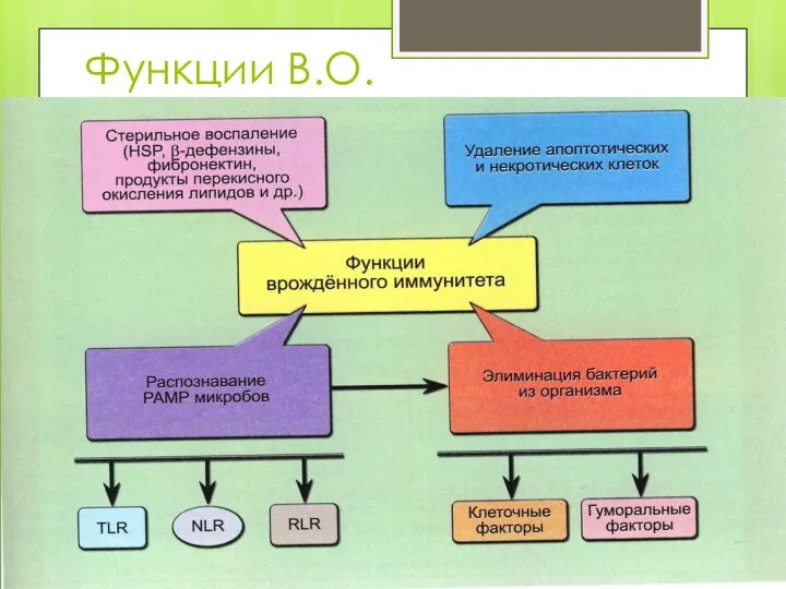 Функции В.О.