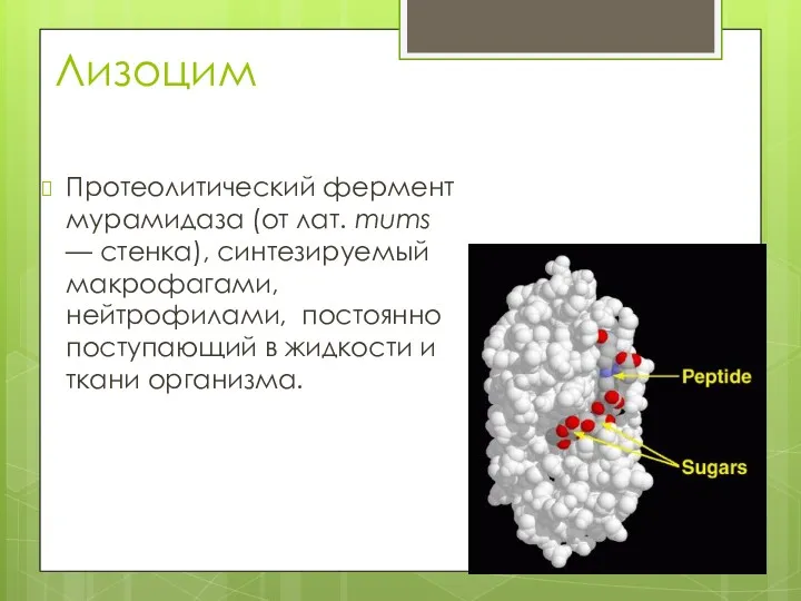 Лизоцим Протеолитический фермент мурамидаза (от лат. mums — стенка), синтезируемый