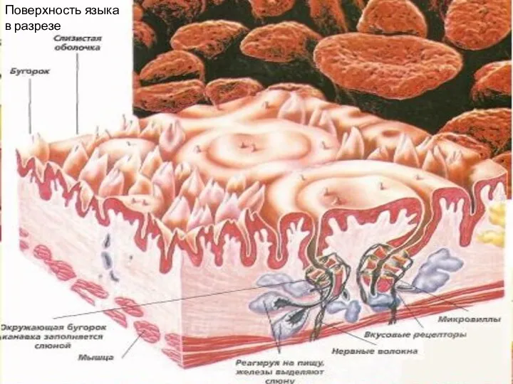 Поверхность языка в разрезе