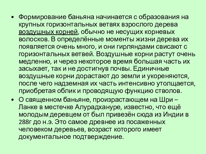 Формирование баньяна начинается с образования на крупных горизонтальных ветвях взрослого