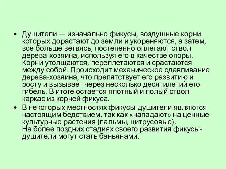 Душители — изначально фикусы, воздушные корни которых дорастают до земли