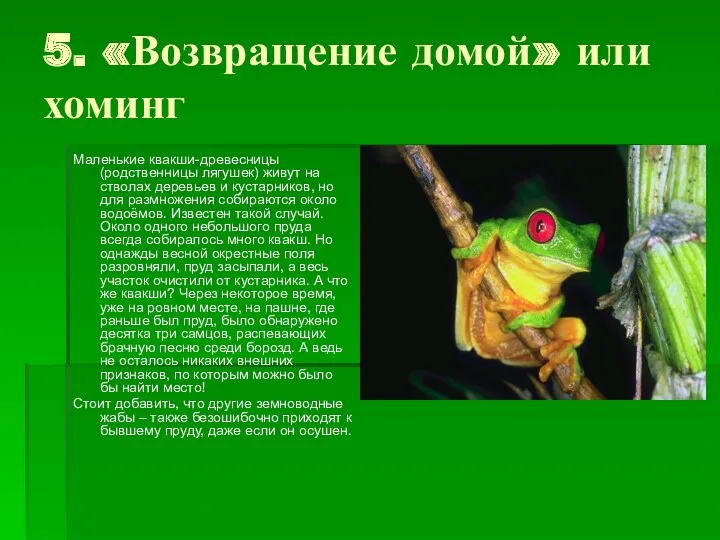 5. «Возвращение домой» или хоминг Маленькие квакши-древесницы (родственницы лягушек) живут