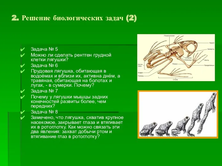 Задача № 5 Можно ли сделать рентген грудной клетки лягушки?