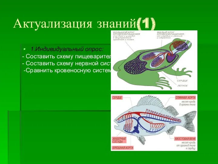Актуализация знаний(1) 1.Индивидуальный опрос: - Составить схему пищеварительной системы лягушки.