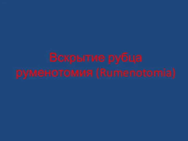 Вскрытие рубца руменотомия (Rumenotomia)