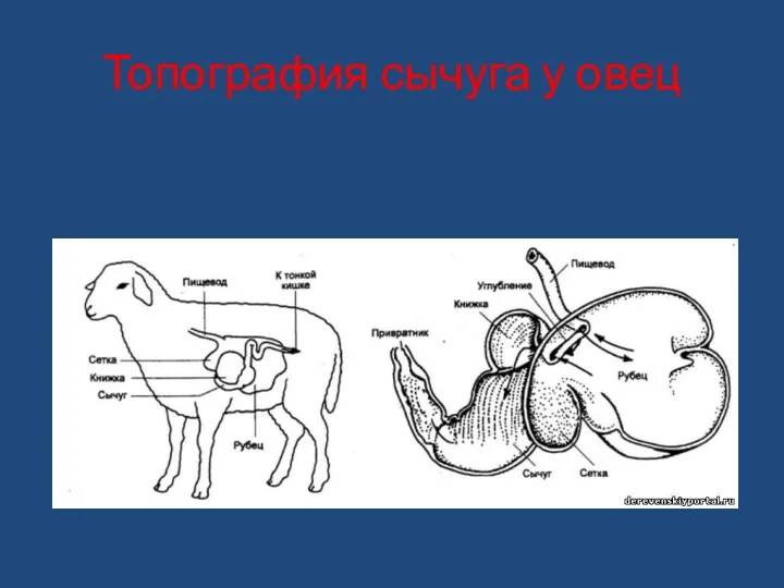 Топография сычуга у овец