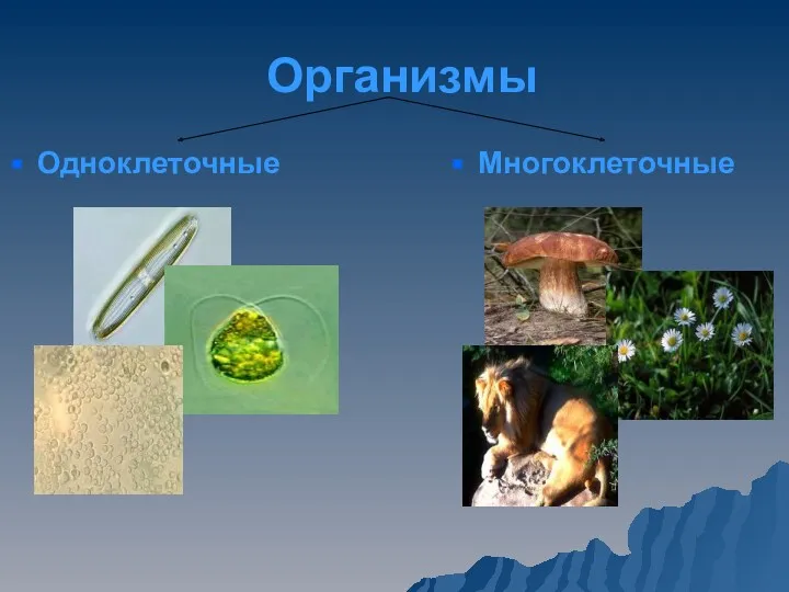 Организмы Одноклеточные Многоклеточные