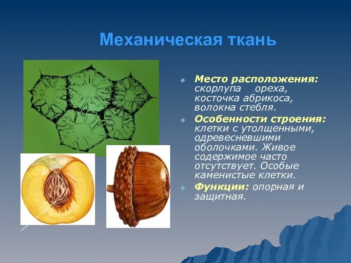 Механическая ткань Место расположения:скорлупа ореха, косточка абрикоса, волокна стебля. Особенности