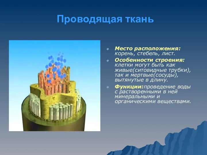 Проводящая ткань Место расположения: корень, стебель, лист. Особенности строения:клетки могут