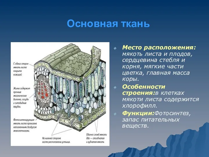 Основная ткань Место расположения:мякоть листа и плодов, сердцевина стебля и